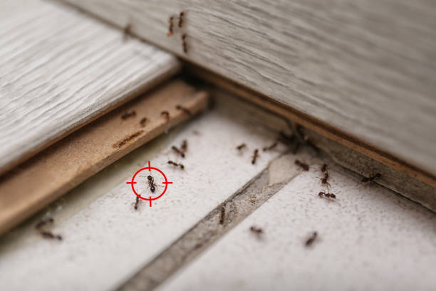 Best Wasp Removal Services  in Pierz, MN