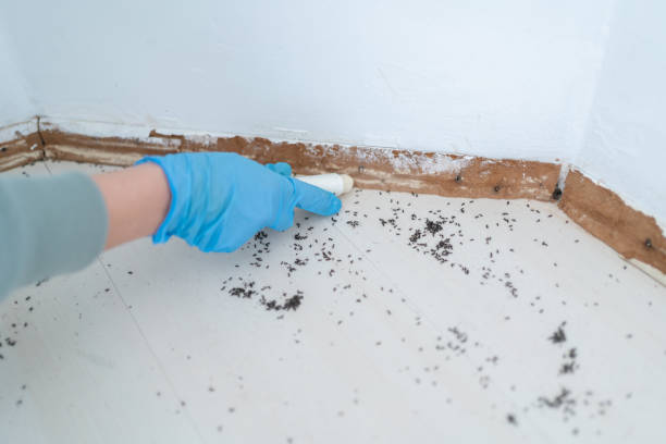 Best Cockroach Control Services  in Pierz, MN